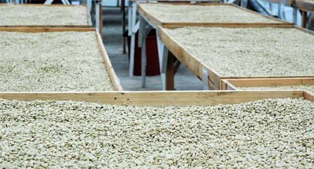 Henry and Verana's raised drying beds.