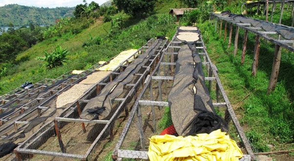 Drying green on raised ("African") promotes thorough and even drying of coffee.