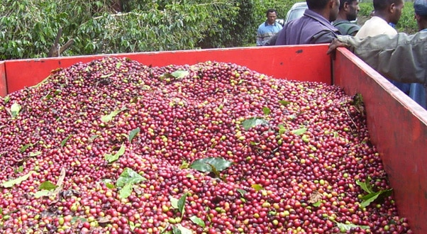 kimel-trailer-cherries