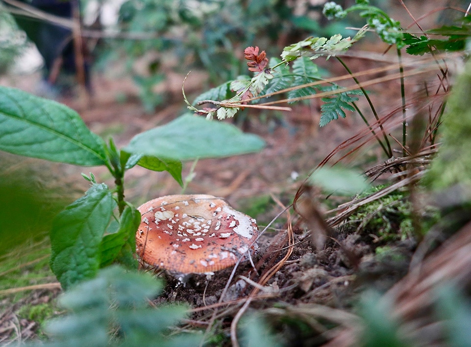 Image from a native forest region where we collected soil samples to observe healthy soil microbiology. Image from a native forest region where we collected soil samples to observe healthy soil microbiology.