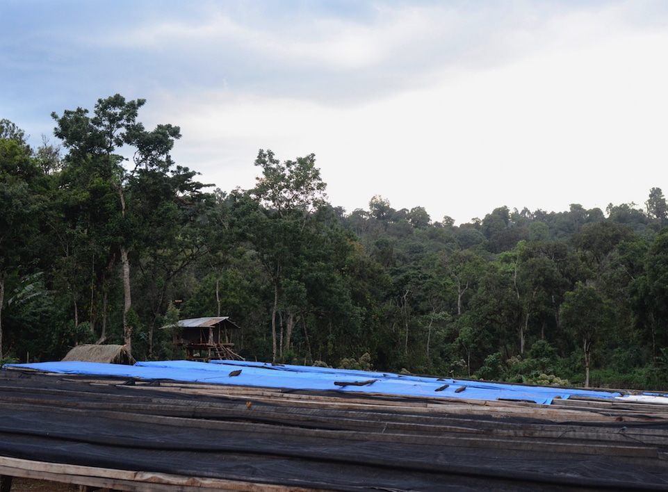 These are the drying tables where coffee cherries are laid out during harvest. The material on top of the table is porous, so air can circulate through the coffee as it dries. Blue tarps are used to cover the coffee overnight and during inclement weather. Kaffa is pictured in the background. Drying tables where coffee cherries are laid out to dry during harvest.
