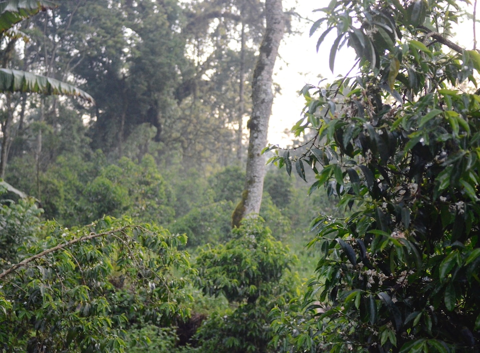 The semi-wild coffee trees were in full bloom during Mike’s visit. He was lucky to be there during the brief period of flowering, which results in the whole farm smelling of jasmine for a few weeks. After the flowers fall, they will be replaced with small green nubs that grow into the coffee cherries. A dense forest.