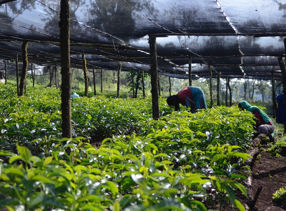 Coffee farms often replant every 7 to 10 years. To be ready to replant, Kawo Kamina has a bountiful nursery with coffee varieties that have proven to be resilient and delicious. Two people working in a coffee nursery.