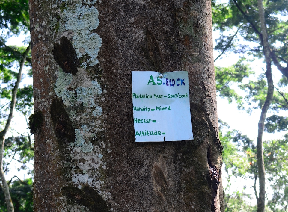 Kawo Kamina is divided into blocks and sections. These are often kept with specific varieties or growing techniques to observe how horticultural practices impact the harvest. A sign that reads "A5: B10CK, Plantation Year, Variety, Hectar, Altitude" hangs on a tree.