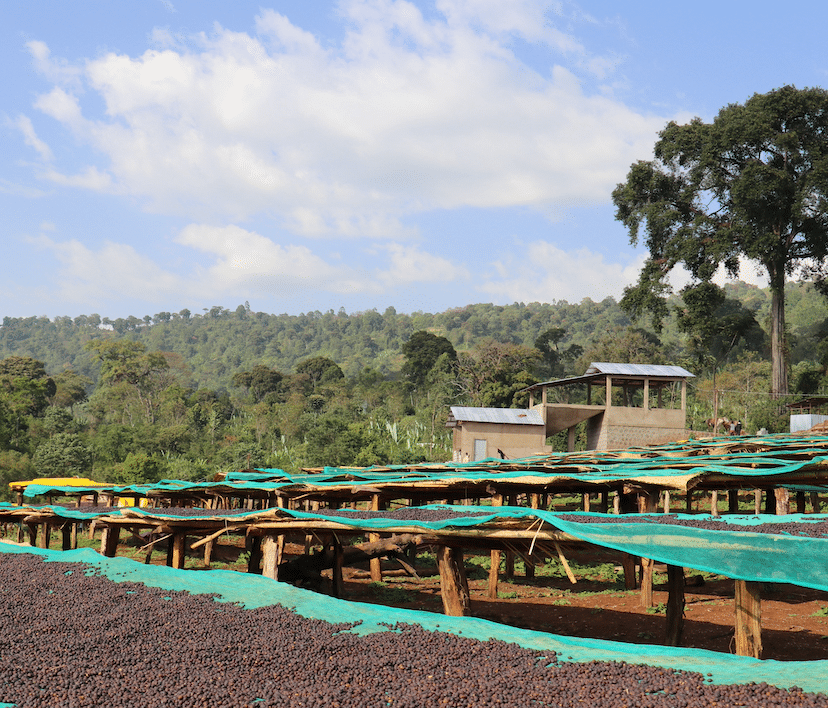 BPC_Ethiopia 2_raised beds Coffee cherries drying on raised beds in Ethiopia.