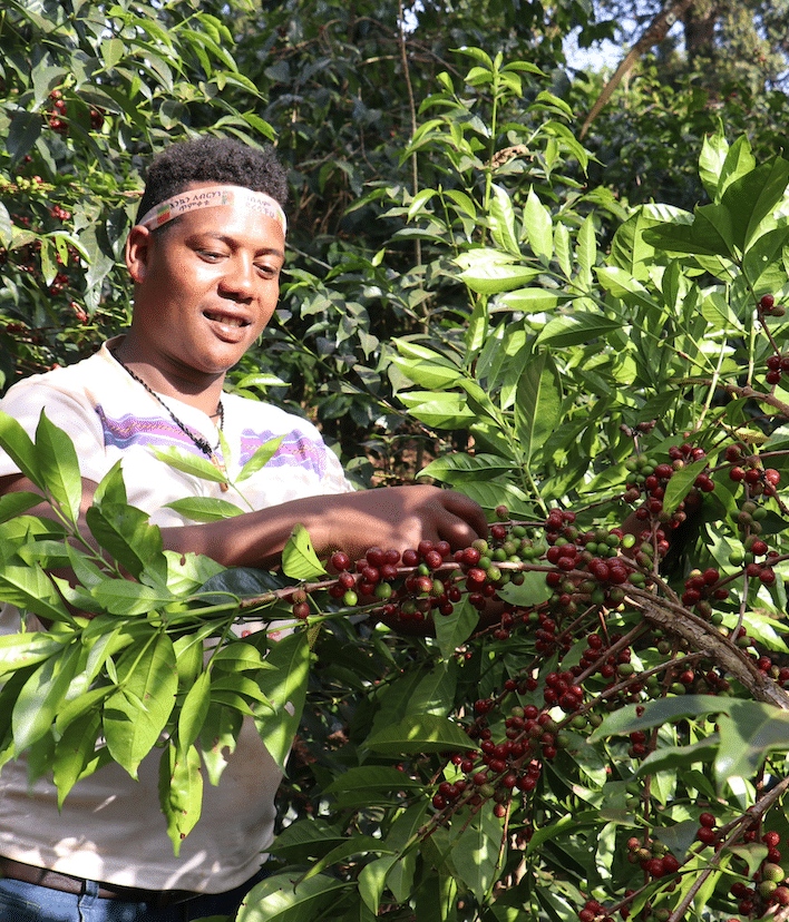 Picking ripe coffee cherries off the tree. A person picking ripe coffee cherries off a tree in Ethiopia.