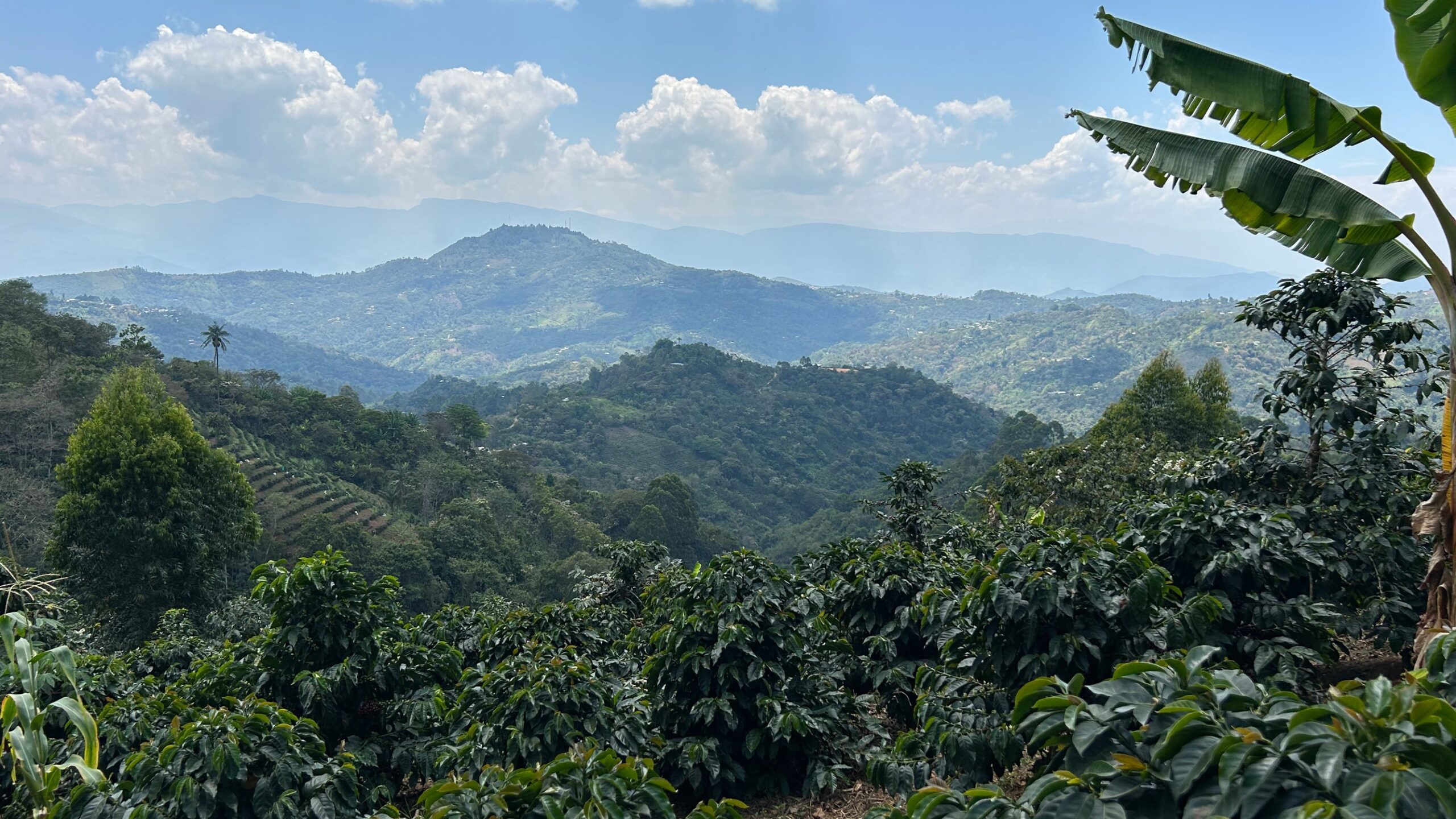 An overview from a coffee farm in Cajamarca, Peru showing coffee trees growing in the foreground and distant green mountain peaks in the background.