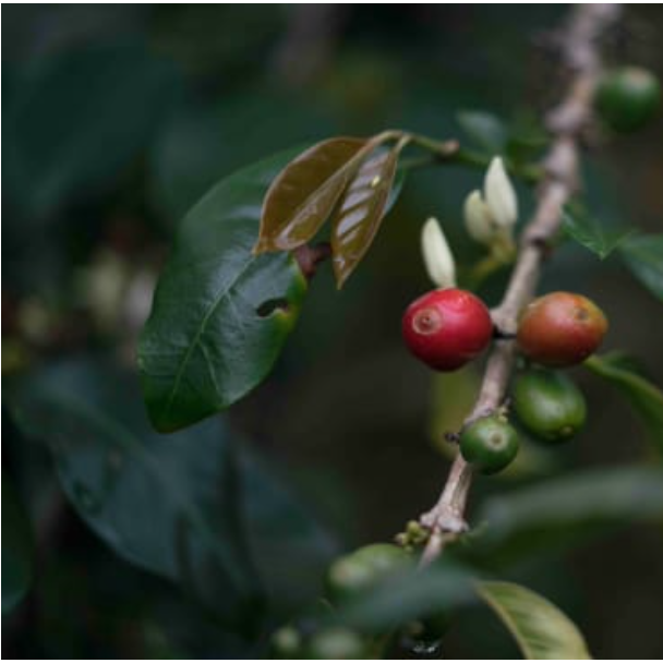 Coffee cherries on a farm in Colombia