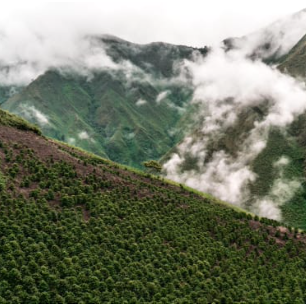 Lush and beautiful Huila, Colombia