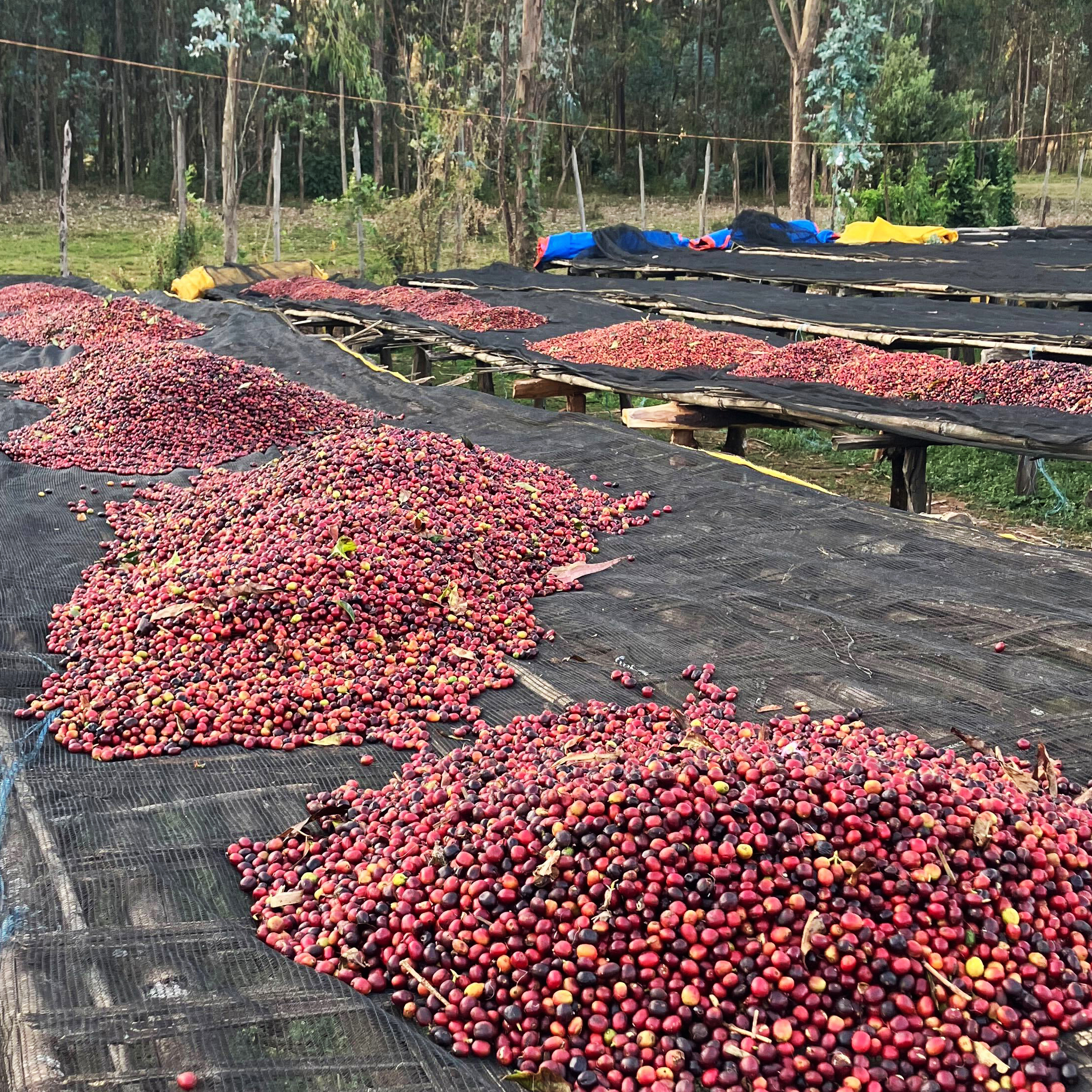 Deep red coffee cherries are arranged in piles atop raised wooden drying beds at the Haro Wachu processing station.