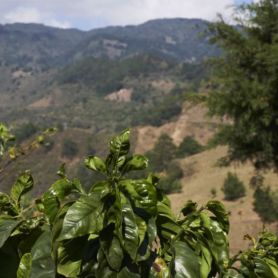 In the foreground, a lush green coffee tree grows; rolling mountains covered in greenery rise in the background.